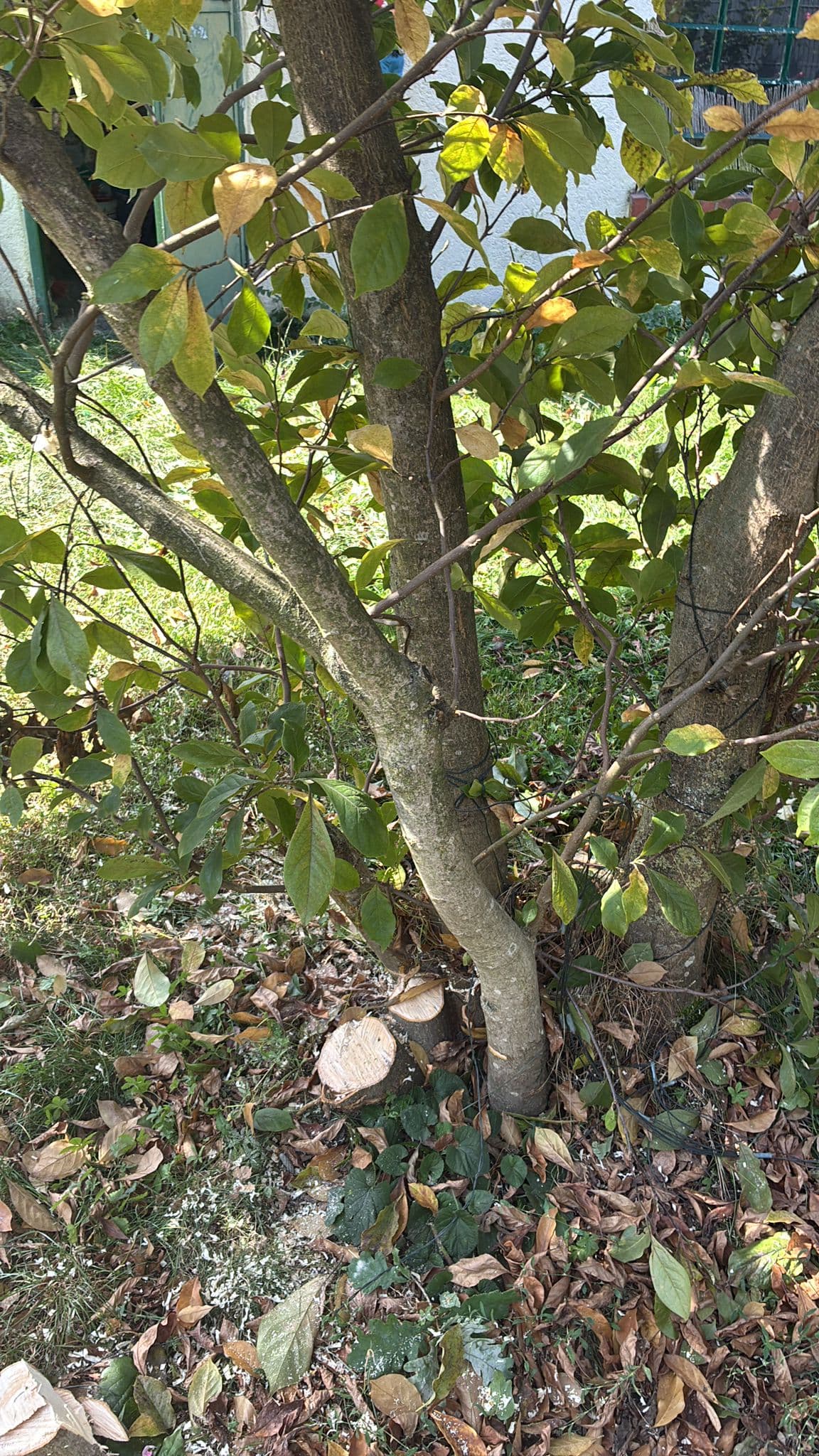 Gartenpflege frechen